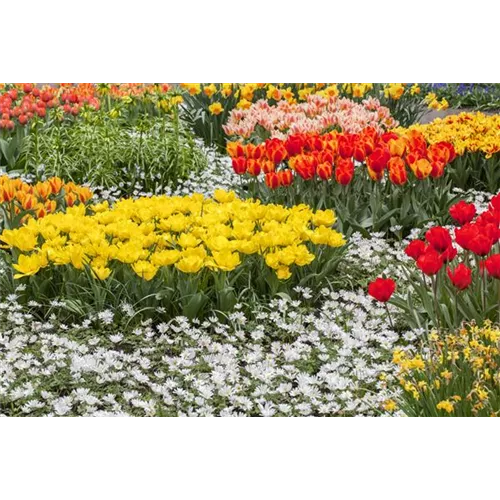 Tolle Frühblüher starten bunt ins Gartenjahr