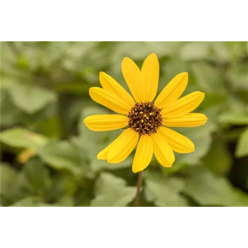 Einjährigen Pflanzen für den Garten