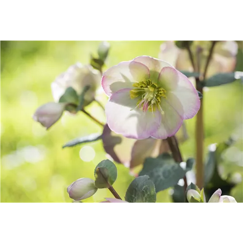 Christrose und Lenzrose