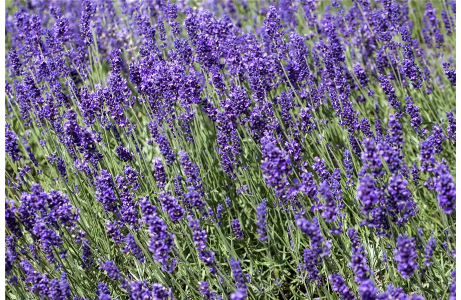 Lavendel - Pflegehinweise