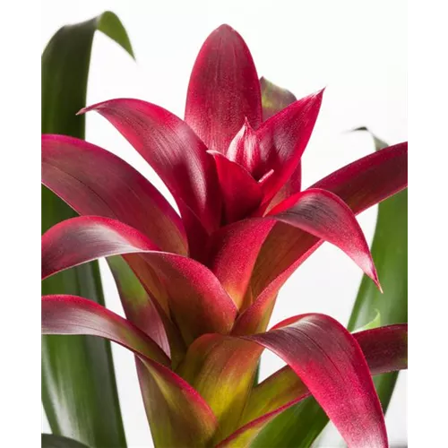 Bromelien, eine Leidenschaft für sich 