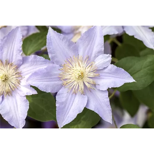 Clematis und Rosen gemeinsam pflanzen