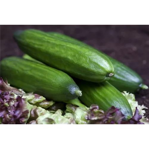 Gurken aus dem eigenen Garten