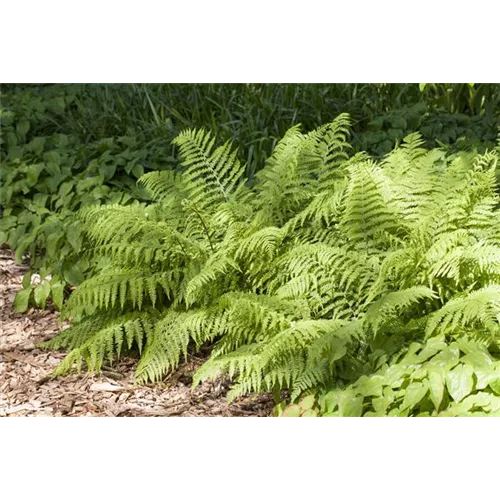 Schattige Stellen im Garten aufhübschen