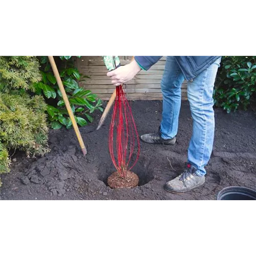 Hartriegel - Einpflanzen im Garten