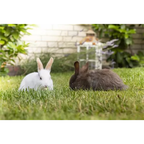 Lebensraum für Kaninchen und Co.