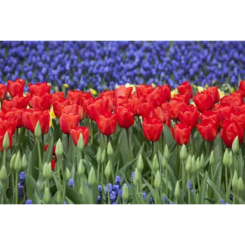 Das Blumenbeet: Blütenmeer im Garten