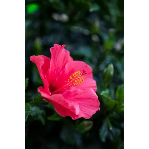 Hibiskus – die tropischen Schönen