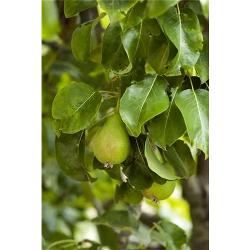 Veredelung von Obstbäumen