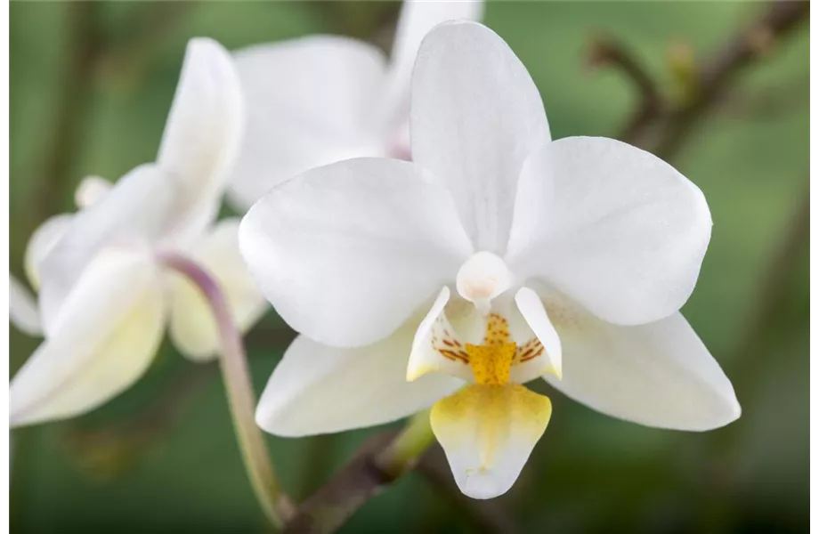 Die Königin der Zimmerpflanzen – Orchideen