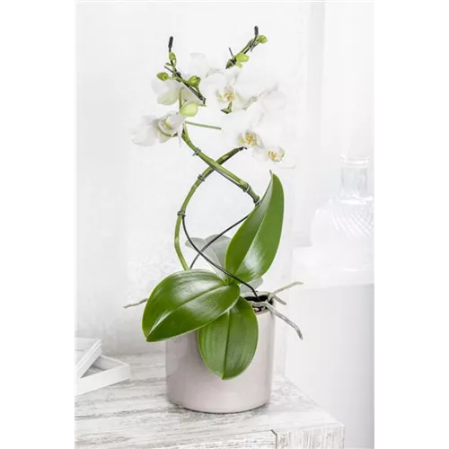 Orchideenstäbe