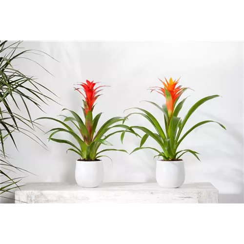 Blühende Bromelien