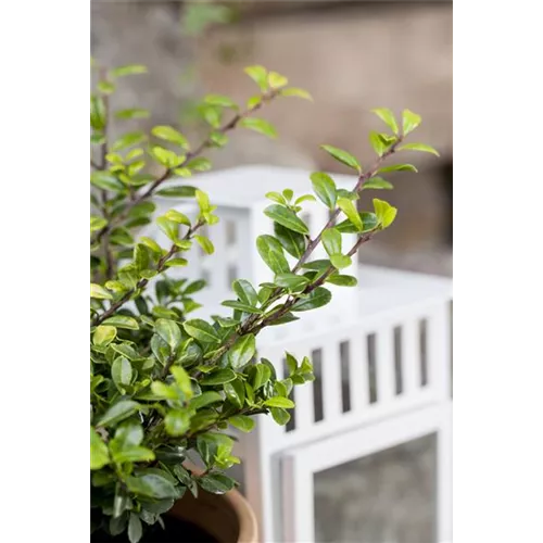 Funkien Tee Bonsai richtig pflegen