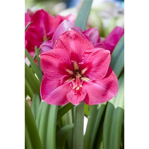 Amaryllis weiterpflegen