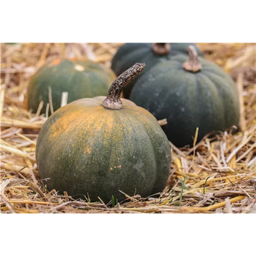 Ein Strohballen als ideale Anbaufläche