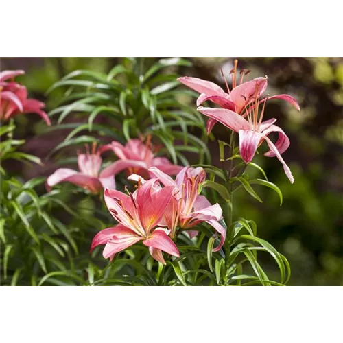 Lilien kontrollieren