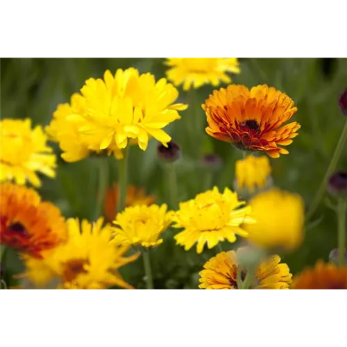 Blumen direkt aussäen