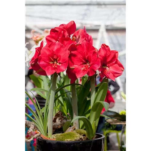 Pflanzzeit für Amaryllis