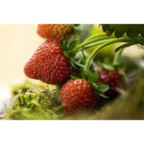 Erdbeeren vor Fäulnis schützen