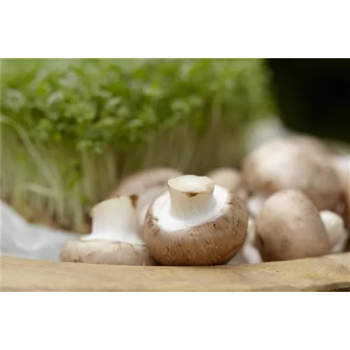 Champignons selber anbauen