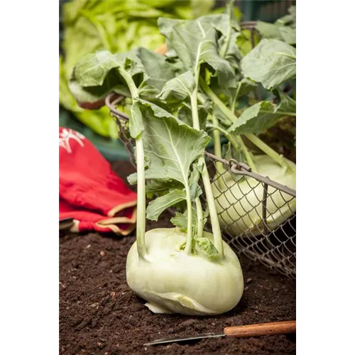 Kohlrabi pflanzen