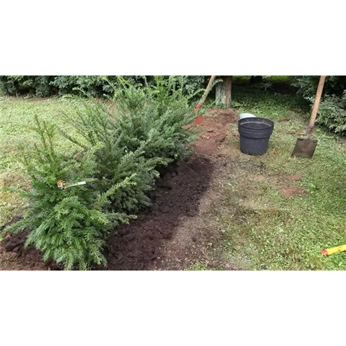 Hecke - Einpflanzen im Garten