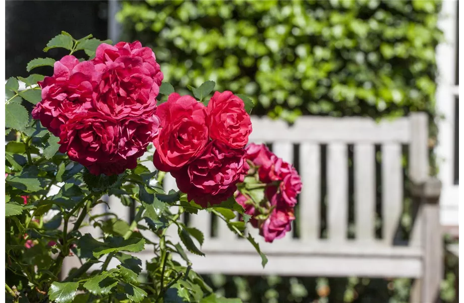 Gartenräume optimal gestalten