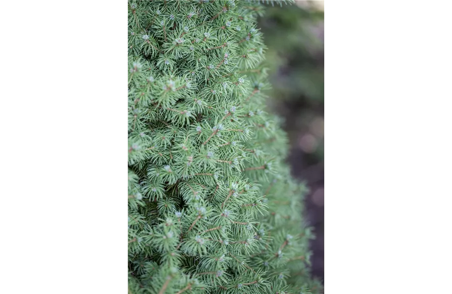 Gartenräume optimal gestalten