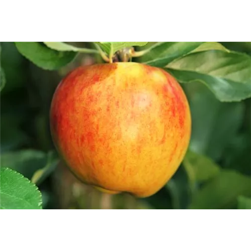 Obstbaum pflanzen: Apfel nach Apfel?