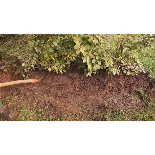 Rotbuchenhecke - Einpflanzen im Garten