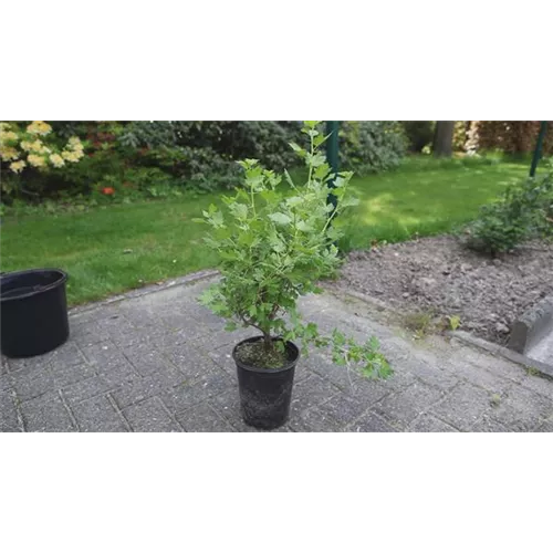 Stachelbeere - Einpflanzen im Garten