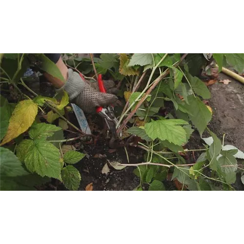 Himbeeren - Zurückschneiden im Herbst