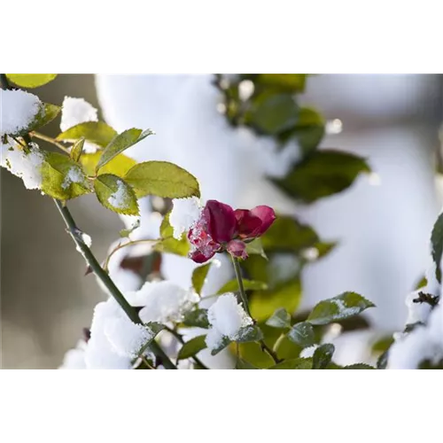 Weihnachtliche Stimmung im Garten