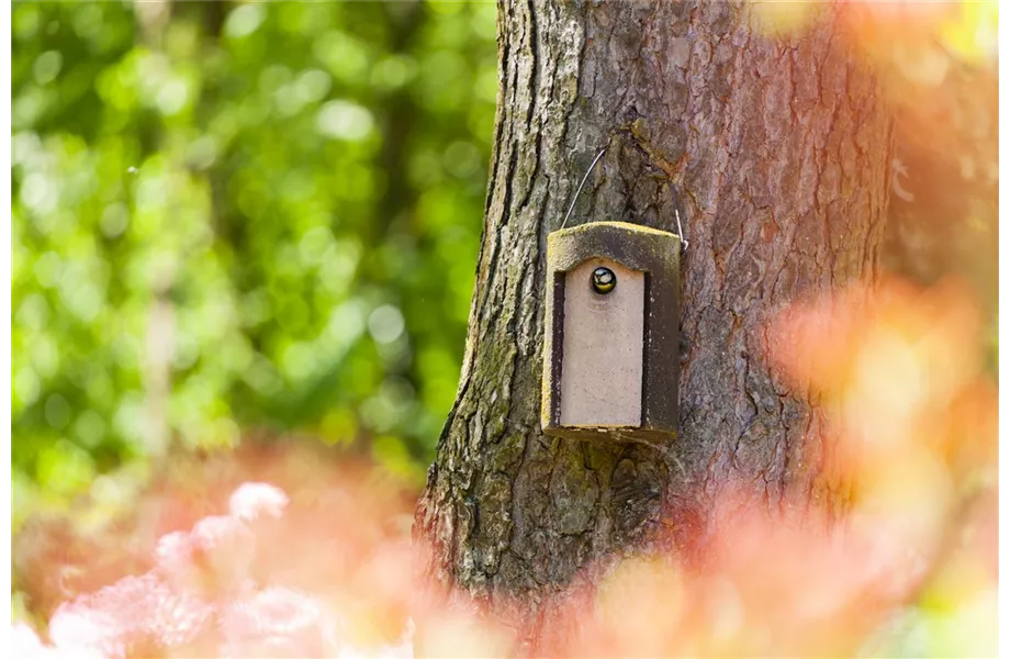 Diese Arbeiten sind jetzt im Garten noch nötig