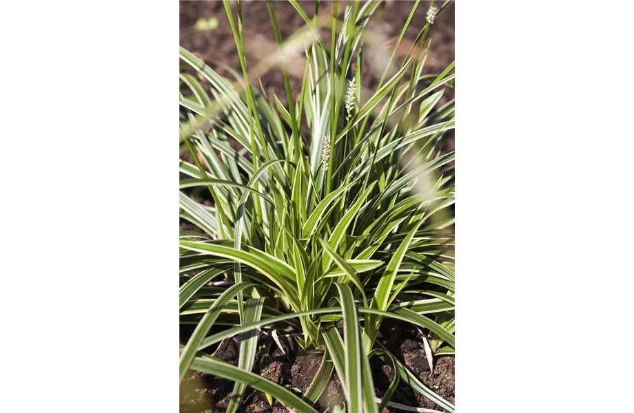 Diese Arbeiten sind jetzt im Garten noch nötig