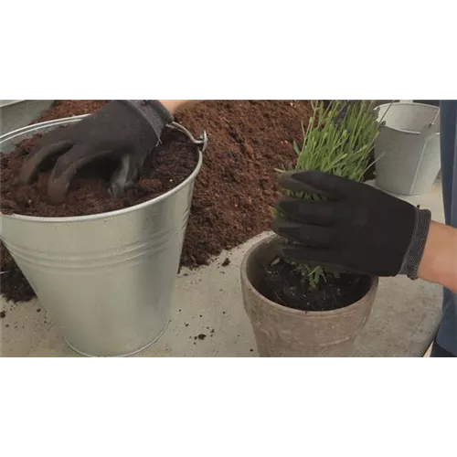 Lavendel - Einpflanzen in ein Gefäß