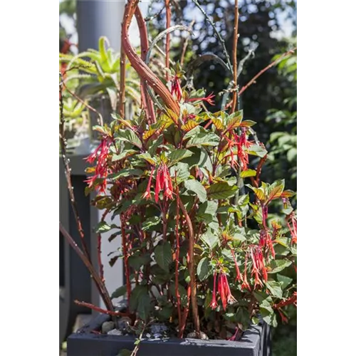 Winterschlaf für Geranien und Fuchsien