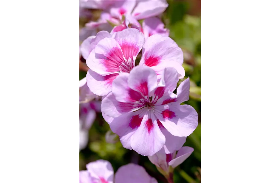 Winterschlaf für Geranien und Fuchsien