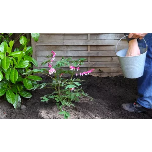 Tränendes Herz - Einpflanzen im Garten