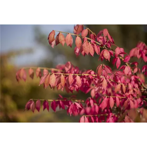 Was tun mit dem Herbstlaub?