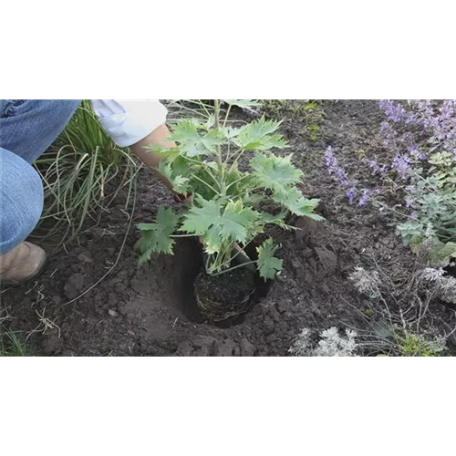 Rittersporn - Einpflanzen im Garten