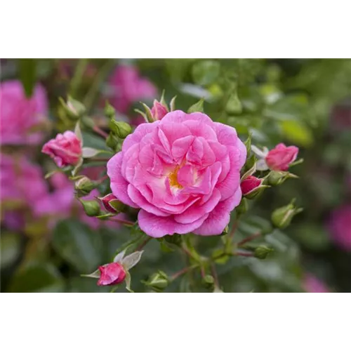 Rosen schneiden im Herbst