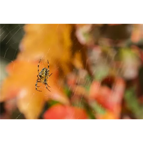 Spinne, Schnecke und Co. schützen