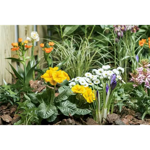 Frühlingsboten auf dem Balkon