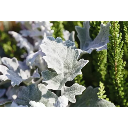 Klimazonen im Garten schaffen