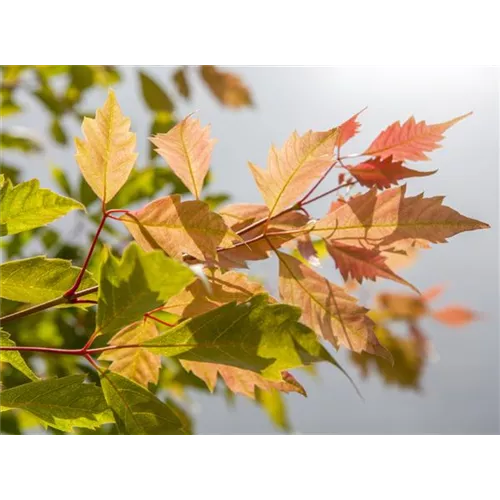 Der herbstliche Garten schön in Form