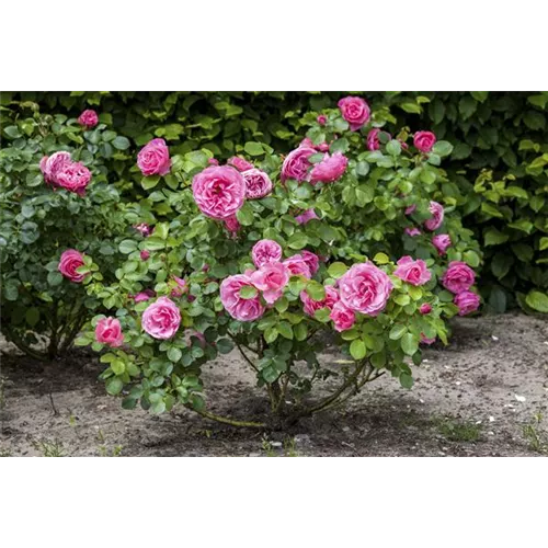 Der Oktober – Pflanzzeit für Rosen