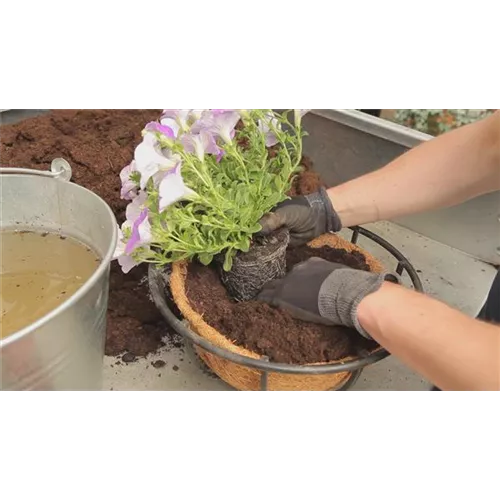 Hanging Basket - Bepflanzen