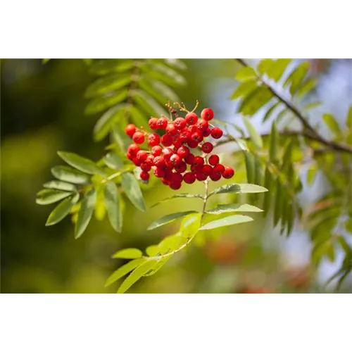 Sträucher für den naturnahen Garten