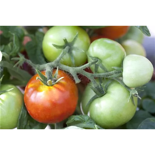 Tomaten nachreifen lassen